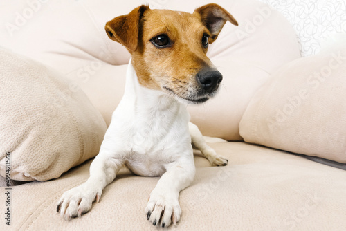 Jack Russell terrier resting on the couch