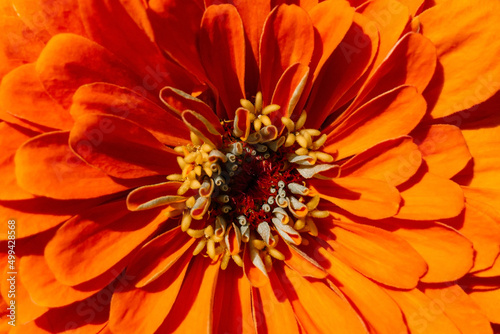 Orange flower close up, postcard