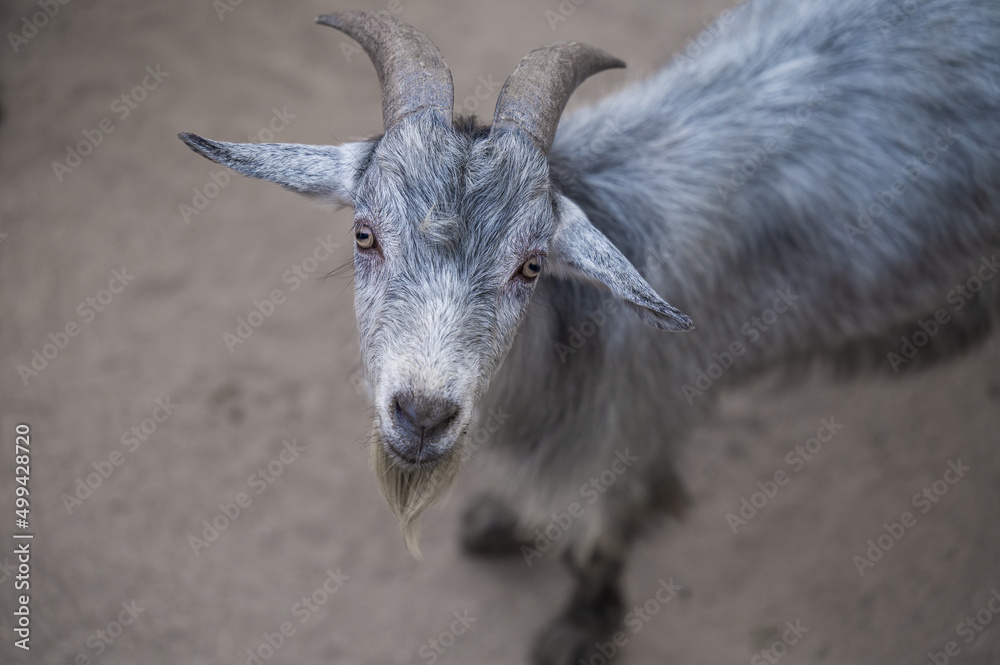 grey goat portrait in closed up, front view grey goat portrait in closed up, front view