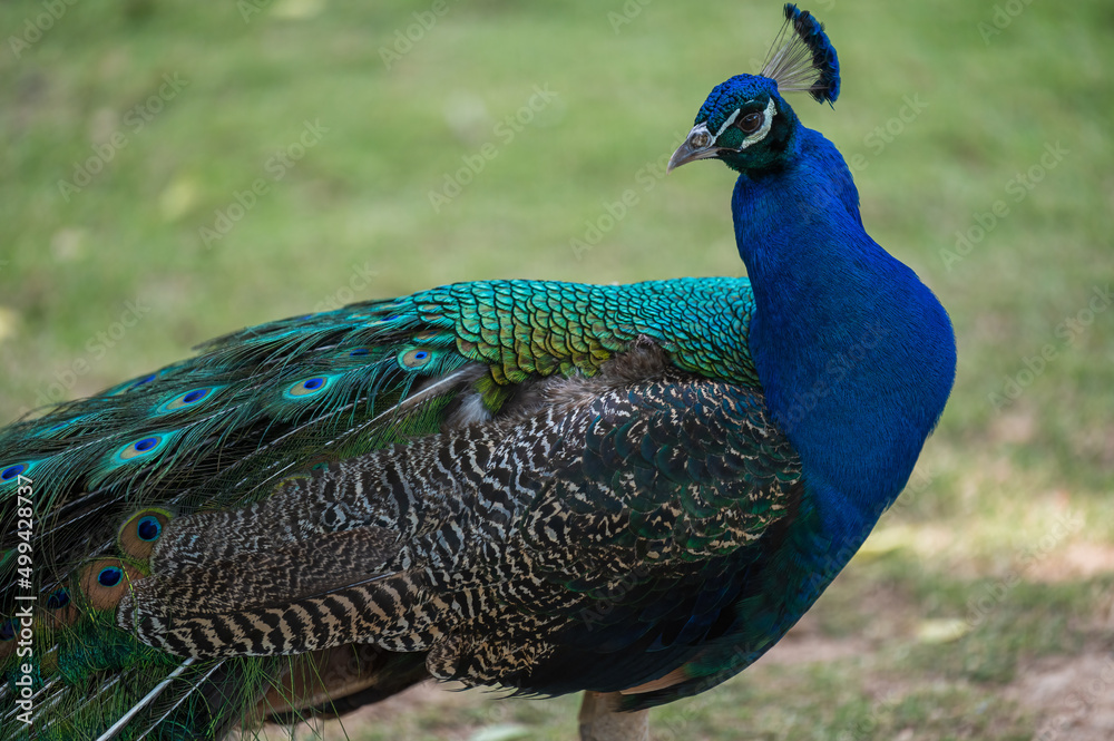 Fototapeta premium a blue peacock standing on grassland, side face profile.