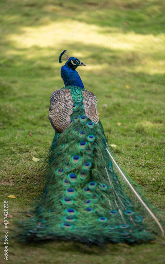 Obraz premium peacock with feathers, rear view
