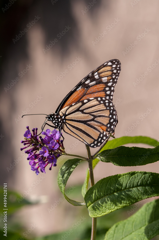 monarch butterfly on a small Buddleja flower (neutral background)