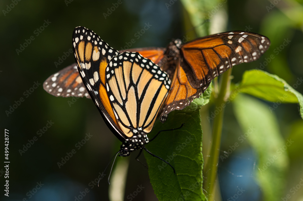 Fototapeta premium close up of butterfly reproduction