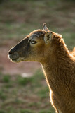 baby mouflon in sunset, side view