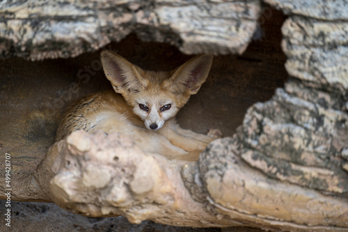 Fennec fox hide in caves