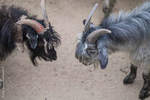 two goats fight against each other