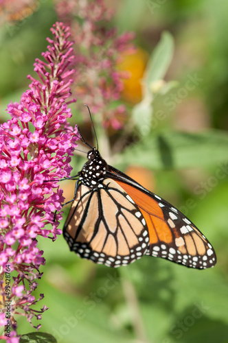 monarch butterfly on pink Buddleja flower