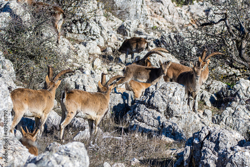 A Iberian ibex, Capra pyrenaica, in mountains El Torcal de Antequera, Andalusia, Spain
