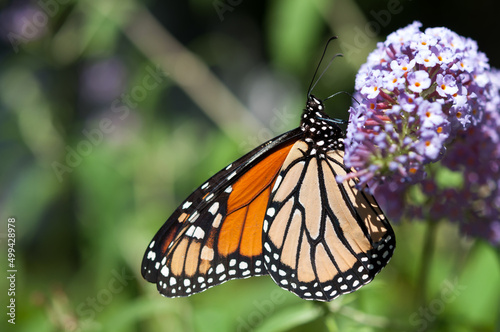 monarch butterfly in the sun © eugen