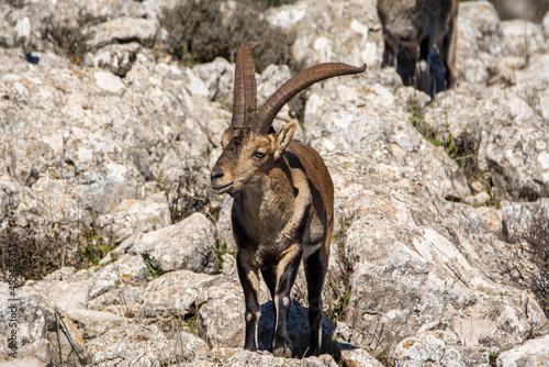A Iberian ibex, Capra pyrenaica, in mountains El Torcal de Antequera, Andalusia, Spain