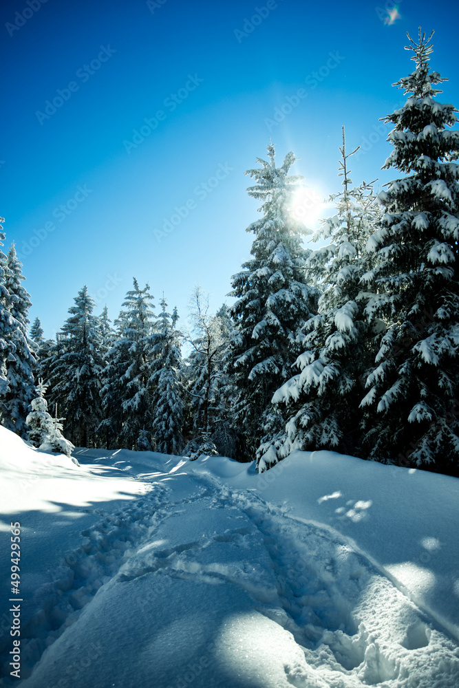Zimowy krajobraz, niebo drzewa w śniegu, chmury