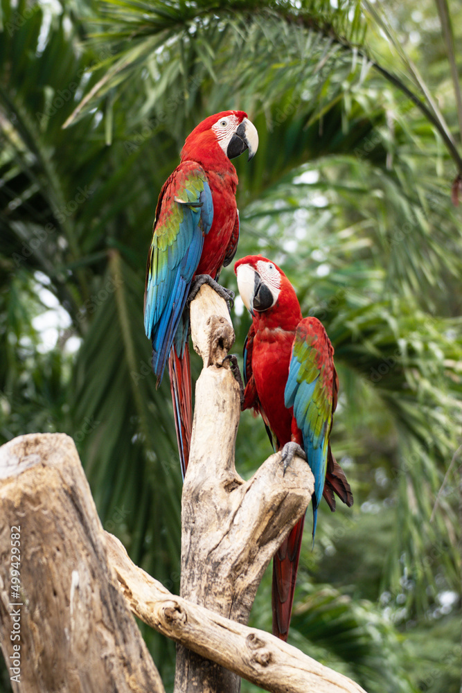 animal bird Red Macaw on branch tree