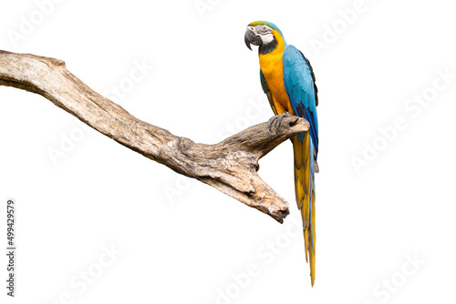 Bird Blue-and-yellow macaw standing on branches clipping path isolate white background. photo