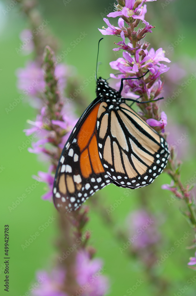 close up of monarch butterfly with flowers and green space close up of monarch butterfly with flowers and green space