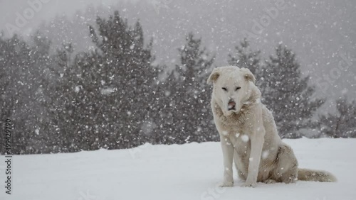 white dog sitting in the forest during heavy snowfall