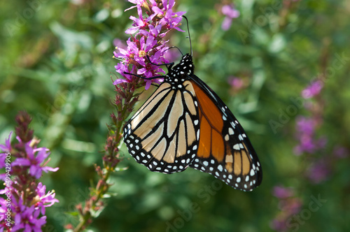 monarch butterfly on pink flower © eugen