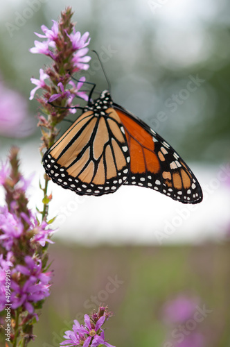 monarch butterfly on a loosestrife blossom on a bokeh background