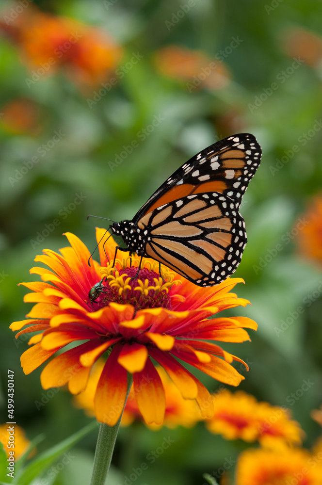 Fototapeta premium monarch butterfly standing on a zinnia blossom