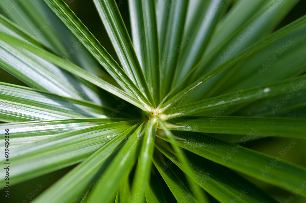 Fototapeta premium leaf background (papyrus?)