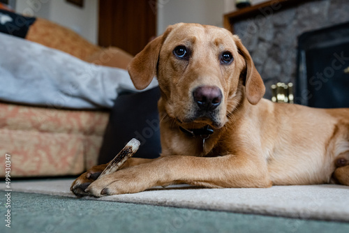 A Labrador puppy laying on the floor chewing a deer antler which helps with teeth and gum health as well as keeping the dog mentally stimulated and busy