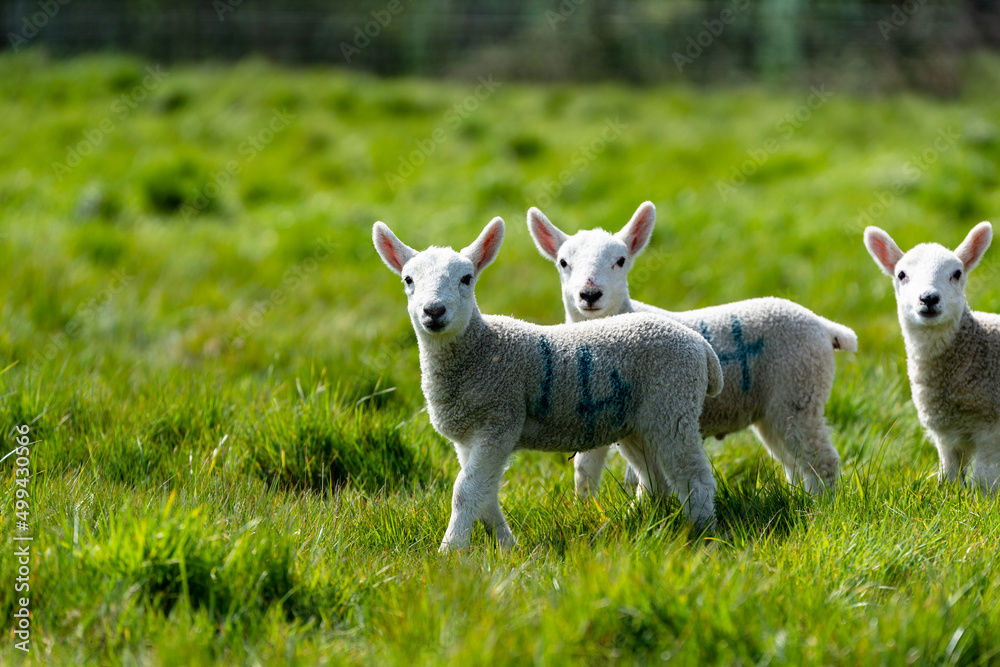 Fototapeta premium New born spring lambs enjoying the spring sunshine in the Suffolk countryside