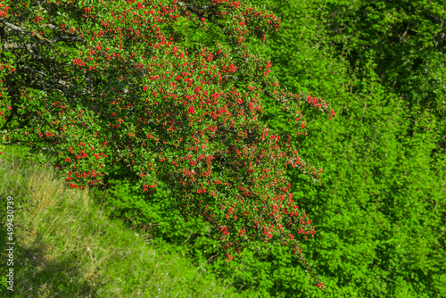 Rote Beeren eines Weißdornstrauches