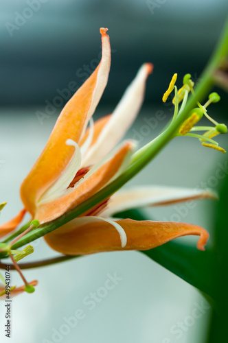 botanical flower with orange and white petals and long pistil and stamen (lily?) © eugen