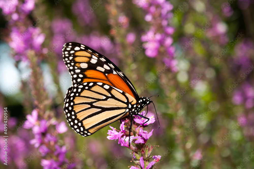 Danaus plexippus on Lythrum blossoms