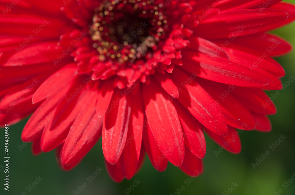 red gerbera daisy close up