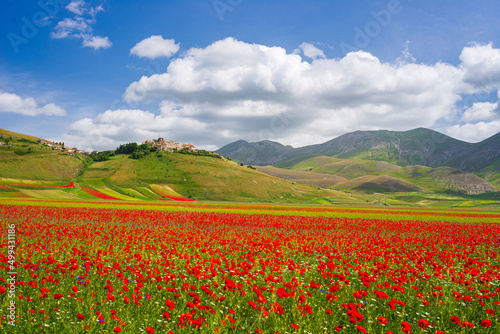 Castelluccio di Norcia highlands  Italy  blooming cultivated fields  tourist famous colourful flowering plain in the Apennines. Agriculture of lentil crops and red poppies.