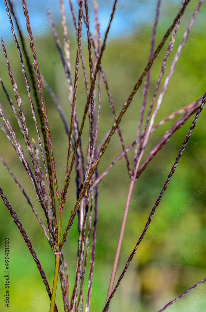 Redish flowers of grass yellow bluestem, latin name Bothriochloa or Andropogon ischaemum Redish flowers of grass yellow bluestem, latin name Bothriochloa or Andropogon ischaemum