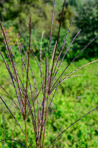 Redish flowers of grass yellow bluestem, latin name Bothriochloa or Andropogon ischaemum photo