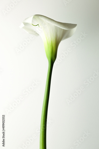 Calla recisa. Still life del fiore isolato su fondo bianco.