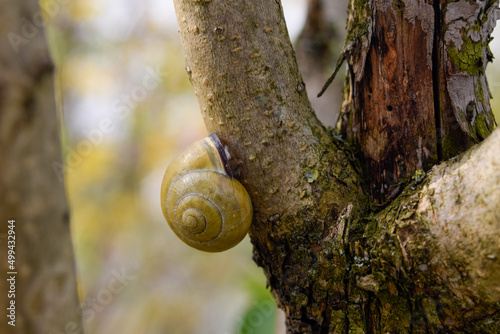 snail on a tree