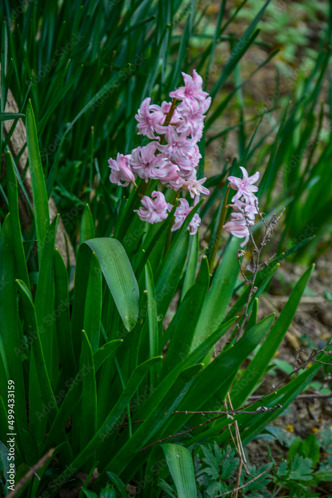 Pink Hyacinthus Closeup In Garden