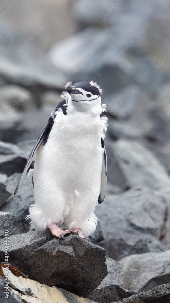 Fototapeta premium Chinstrap penguin (Pygoscelis antarcticus) molting on Half Moon Island in Antarctica