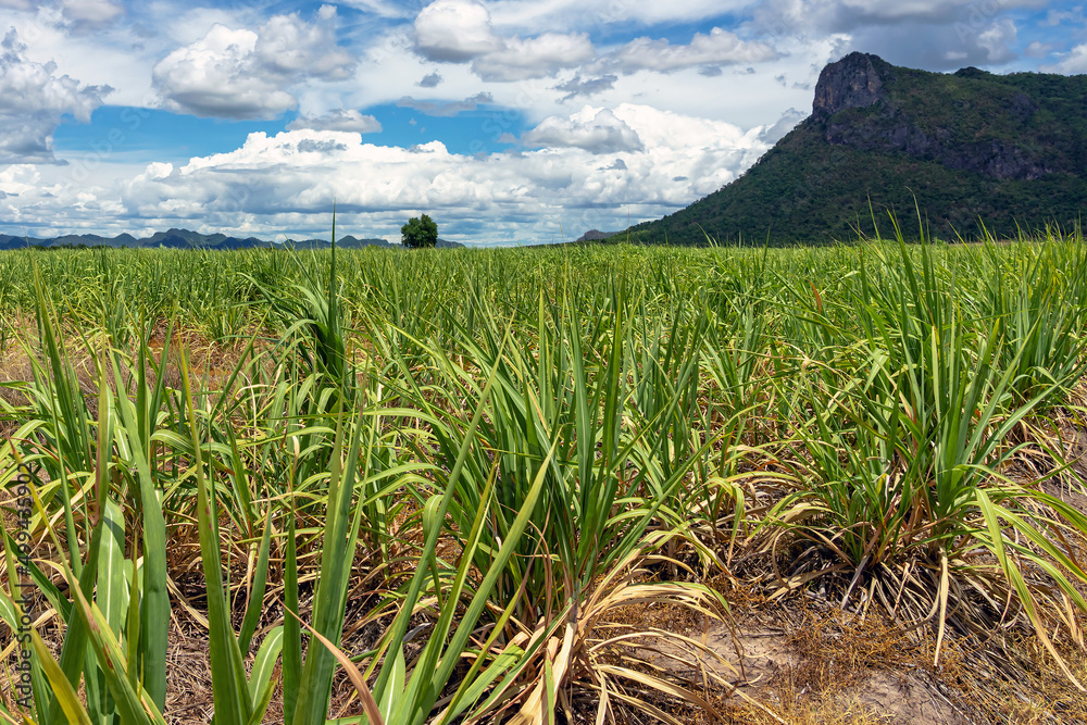 Scenery view of sugarcane saplings in planting fields near mountain in countryside of Thailand. Sugarcane fields and sugarcane saplings growing. small sugar cane stem on soil field. Selective focus. Scenery view of sugarcane saplings in planting fields near mountain in countryside of Thailand. Sugarcane fields and sugarcane saplings growing. small sugar cane stem on soil field. Selective focus.