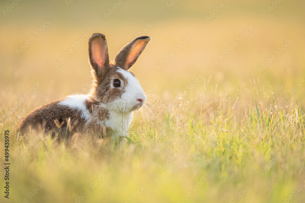 Fototapeta premium Adorable easter rabbit sitting on the grass looking around at meadow with nature bokeh background under sunlight. Lovely action of bunny rabbit. Summer landscape