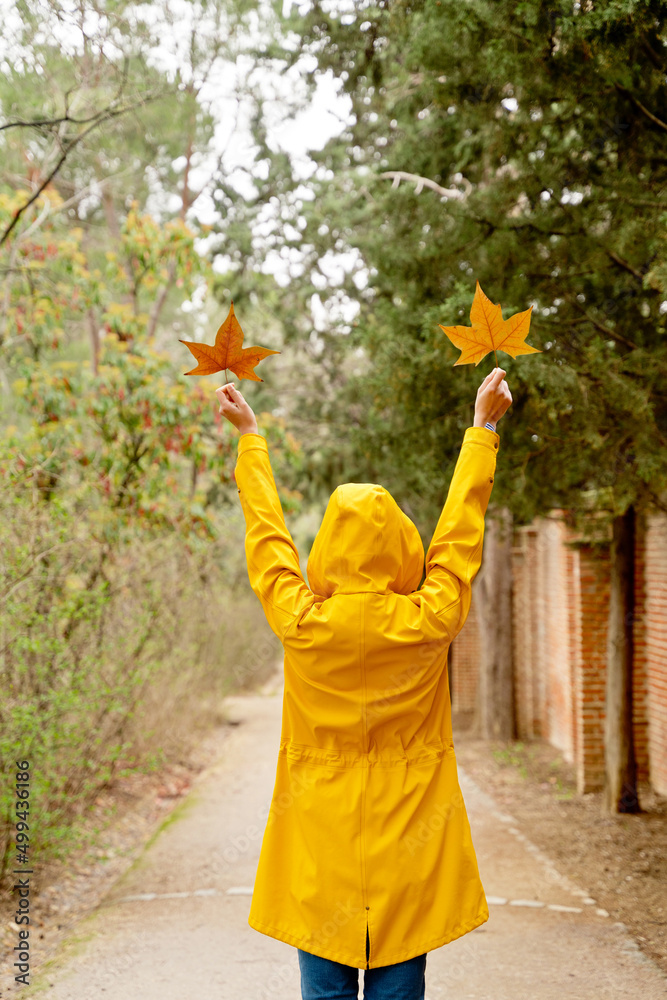 Rear view of unrecognizable woman raising arms with maple tree leaves. Vertical mid waist view of woman looking at fallen leaves in yellow raincoat outdoors. People and nature backgrounds. Rear view of unrecognizable woman raising arms with maple tree leaves. Vertical mid waist view of woman looking at fallen leaves in yellow raincoat outdoors. People and nature backgrounds.