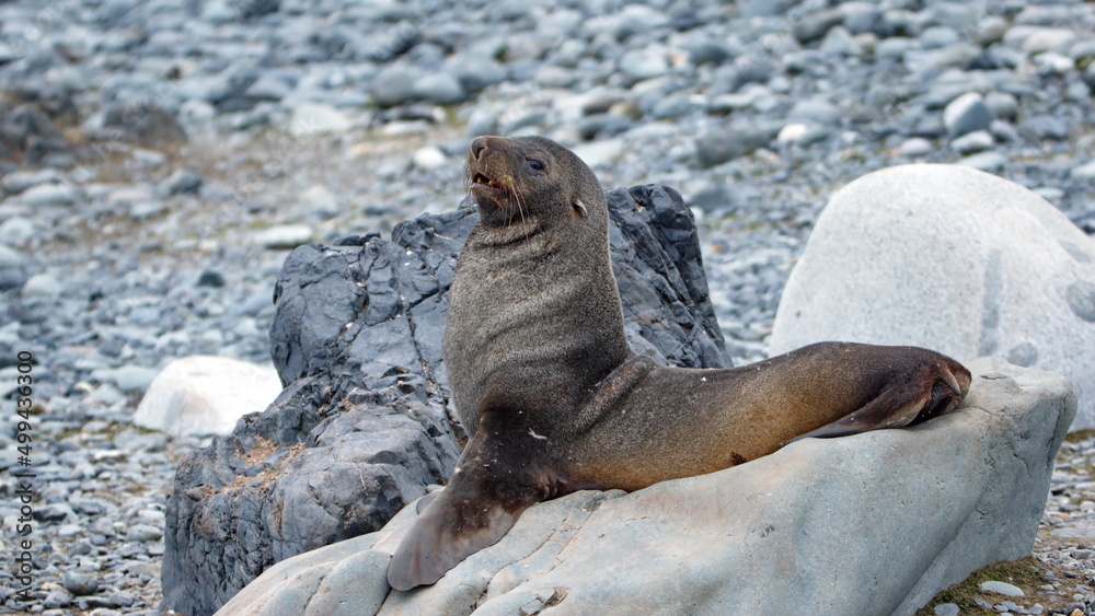 Fototapeta premium Antarctic fur seal (Arctocephalus gazella) on a rock on Half Moon Island in Antarctica