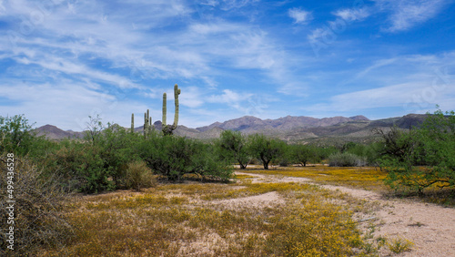 Yellow globe chamomile blankets the desert floor in this landscape background image. photo