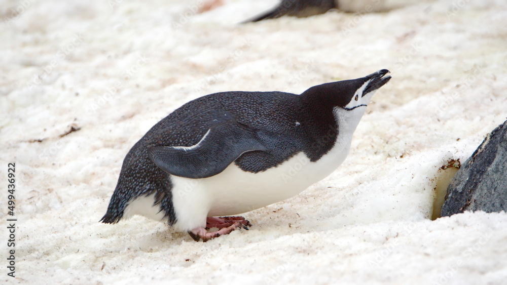 Fototapeta premium Chinstrap penguin (Pygoscelis antarcticus) in the snow on Half Moon Island in Antarctica