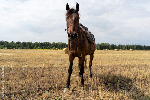 a beautiful horse on a mown field