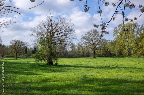 Die Auen am Enniger Bach in Hamm Heessen im Frühling