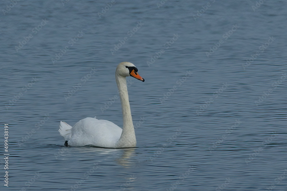 white swan swimming in the north sea white swan swimming in the north sea