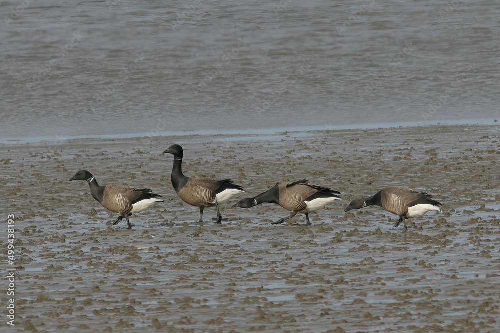 Obraz premium group of geese on tide flat