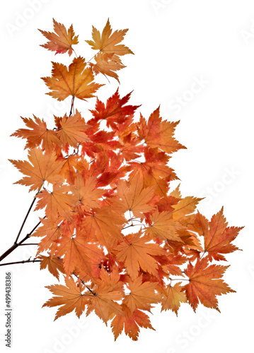 small maple tree two branches with red leaves isolated on white