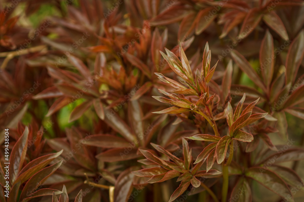 Green peony leaves. Background from green leaves of ornamental plant. Small depth of field (DOF) Green peony leaves. Background from green leaves of ornamental plant. Small depth of field (DOF)
