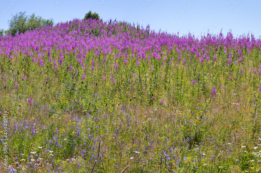 Naklejka premium Chamaenerion angustifolium pink flowers in green field