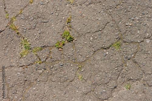 Crack in the asphalt from which the grass grows.